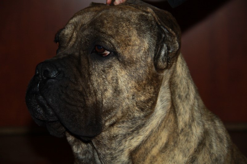 Ercule du domaine des Forts